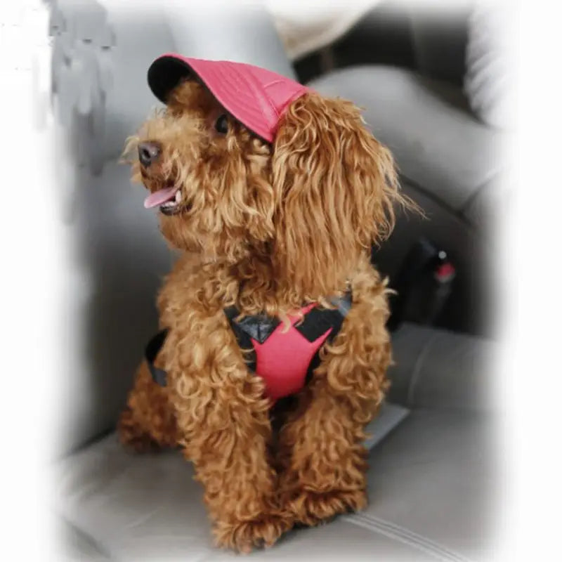 Chien avec une casquette de baseball rose, assis sur un canapé, affichant un look tendance en couleur unie