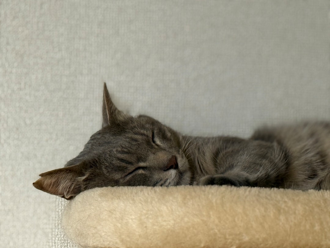 Come capire se il gatto ha la febbre in modo scientifico