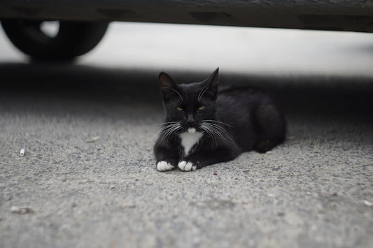 Quanto tempo vive um gato segundo a ciência moderna