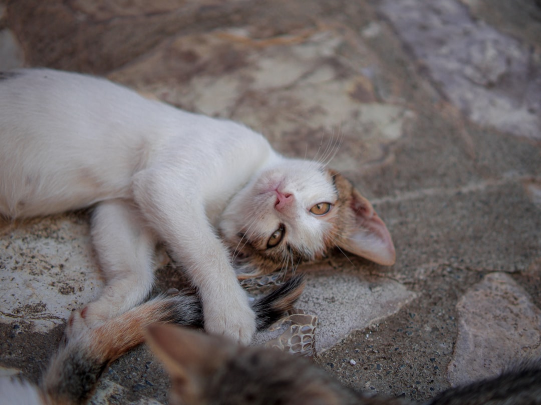 Como afastar gatos com métodos comprovados pela ciência