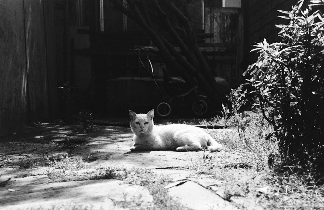 Cómo ven los gatos según la ciencia moderna