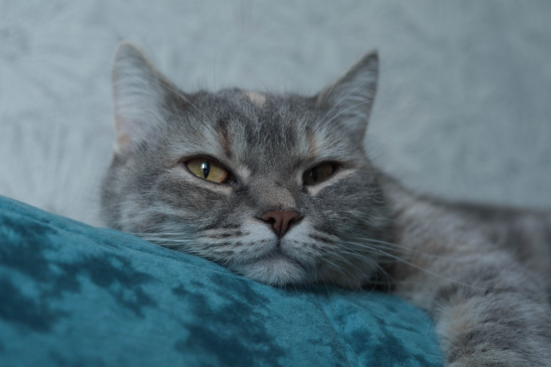 O gato lambareiro e a ciência por trás do comportamento felino