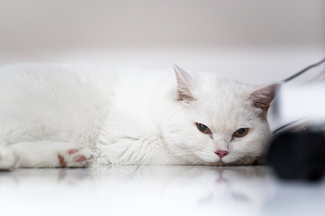 Katze wann kastrieren Der optimale Zeitpunkt laut Wissenschaft