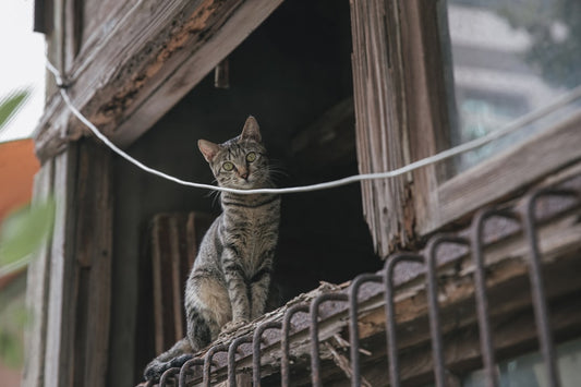 Onde Vacinar Gatos Gratuitamente com Segurança e Eficiência