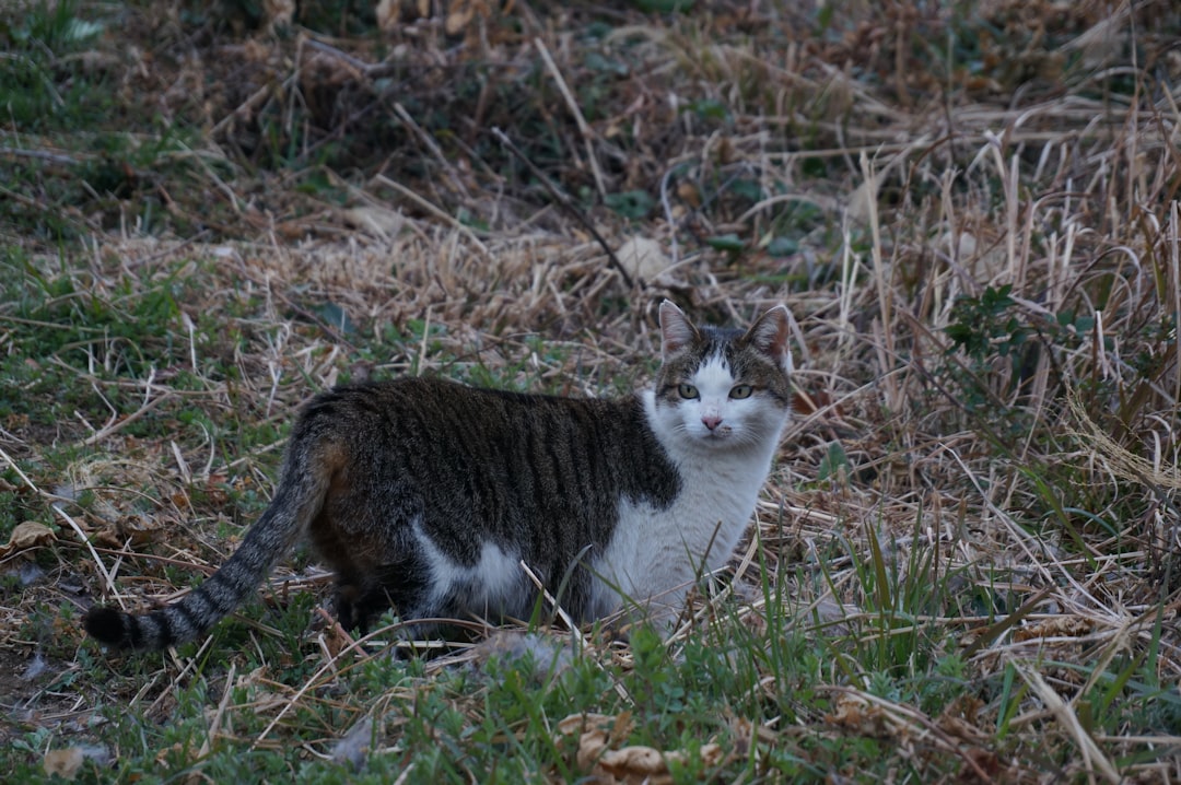 Análise científica de O Gato Malhado e a Andorinha Sinhá PDF
