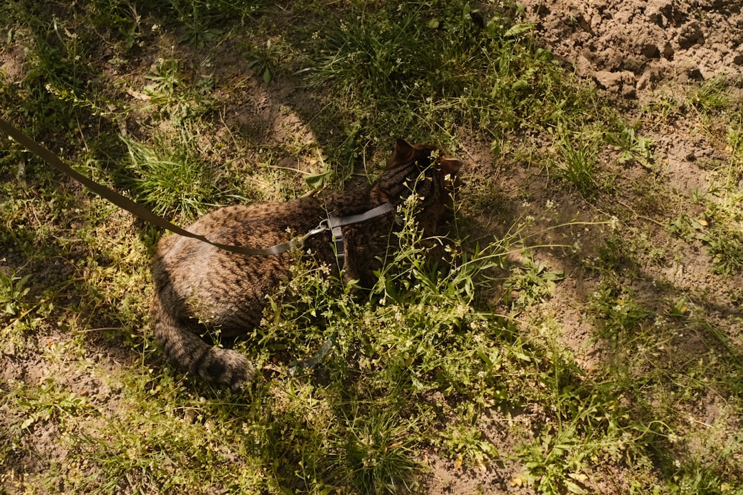 Kedi Resmi İncelemesi Bilimsel Açıdan Göze Hitap Eden Özellikler