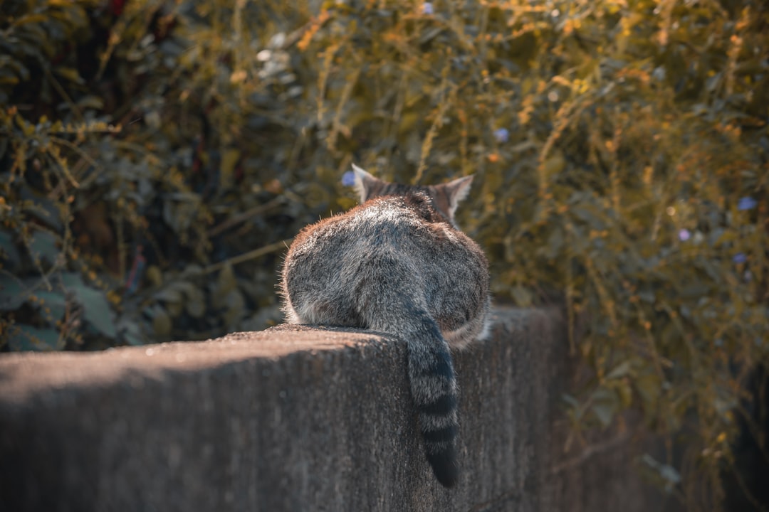 Como desenhar um gato fácil usando técnicas geométricas