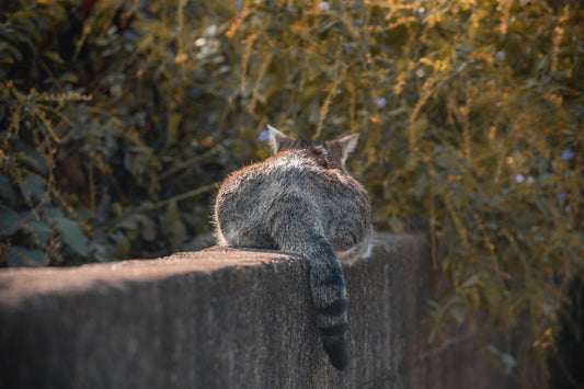 Como desenhar um gato fácil usando técnicas geométricas