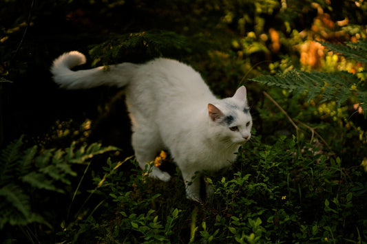 Como evitar que os gatos defequem no jardim com ciência