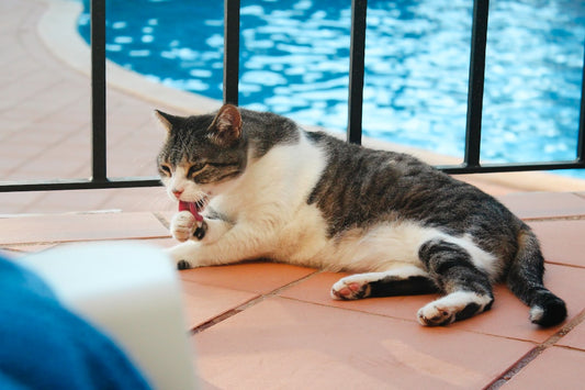 Como desenhar um gato fofo com base na simetria facial