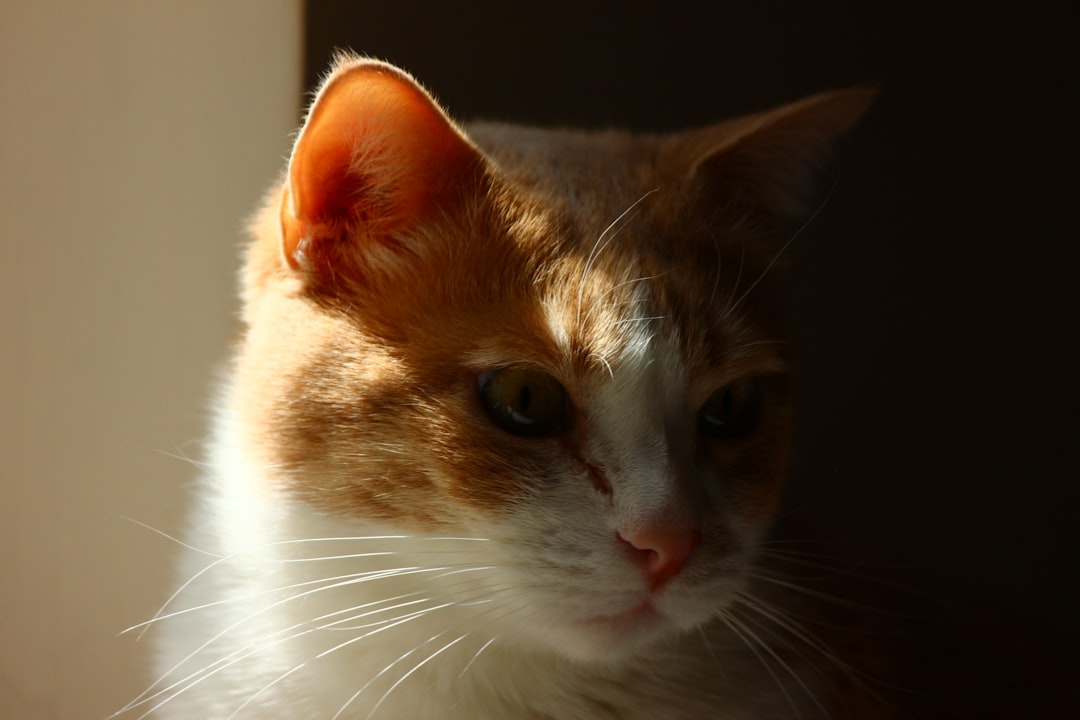 Αποτελεσματικά Απωθητικά για Γάτες: Ποια να Επιλέξετε;