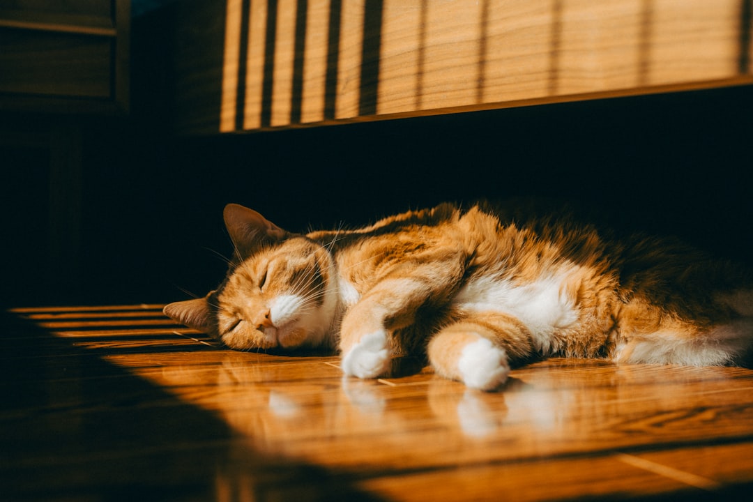 Evidências Científicas Mostram que Onde Há Gato Não Há Rato