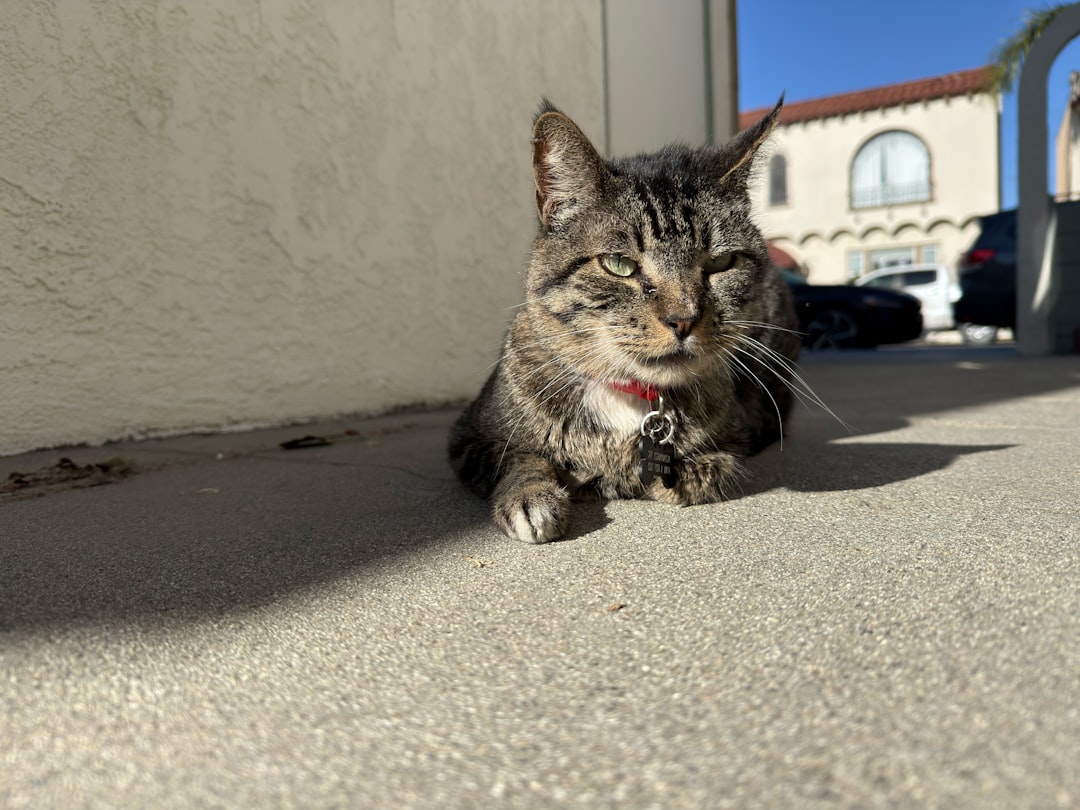 Varför jamar katten – vetenskapen bakom kattens ljudkommunikation
