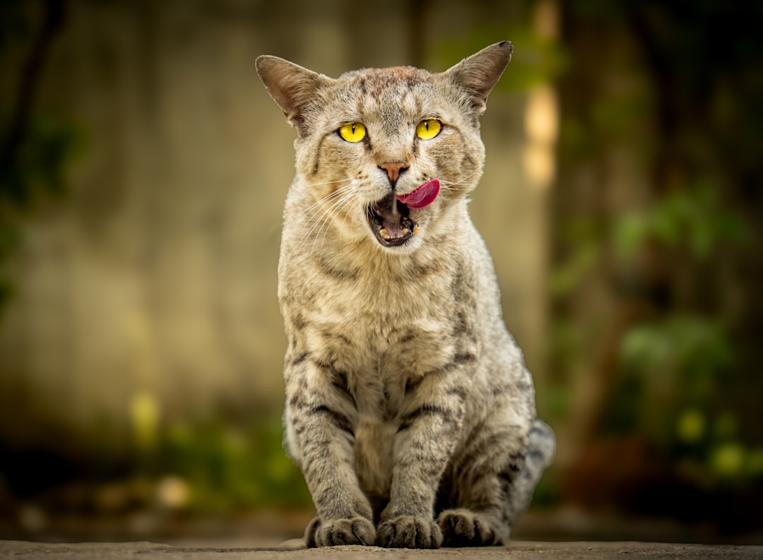 Wetenschappelijke analyse van De kat van ome Willem