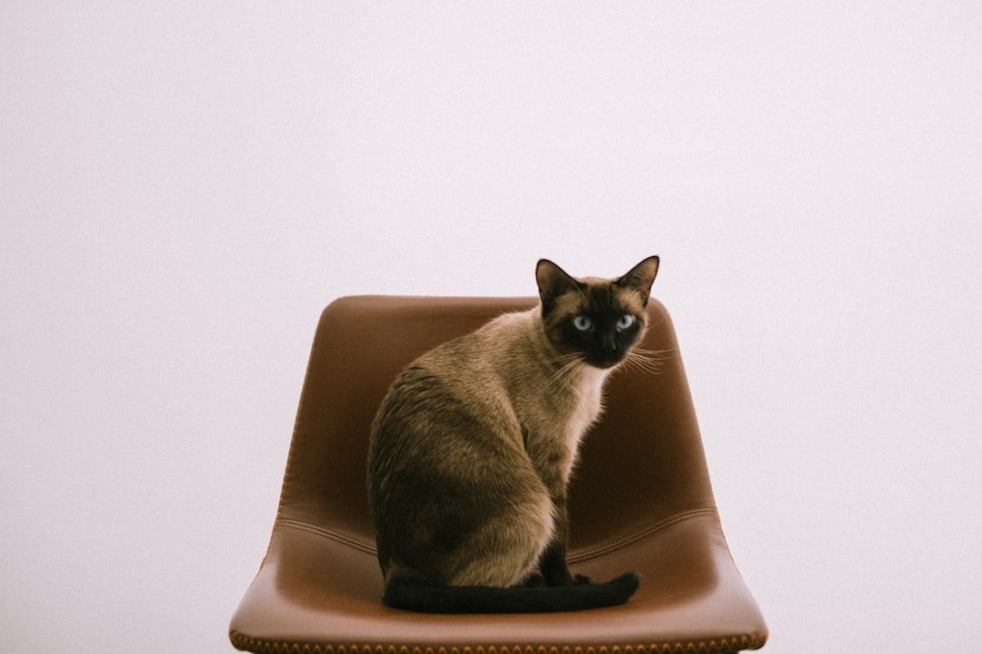 Como Distinguir Gato de Gata com Precisão Científica