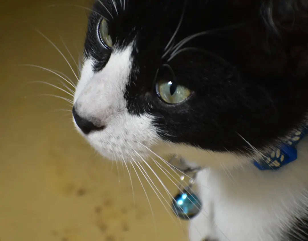 Chat noir et blanc avec un collier bleu, représentant les accessoires pour animaux.
