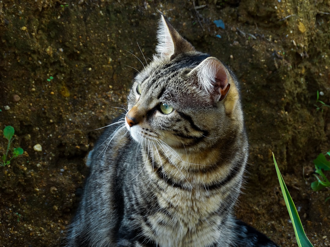 Bilimsel Olarak Kanıtlanmış En İyi Kedi Oyuncakları