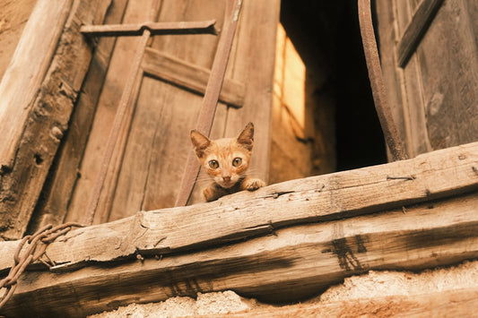 Por que o gato fica parado por tanto tempo segundo a ciência