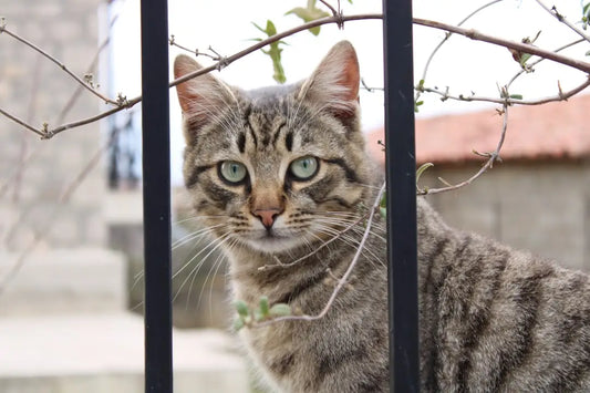 Chat tigré derrière des barreaux dans un article sur les portos où les chats ont été.