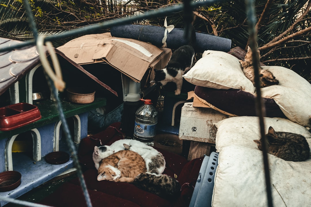 Wann Katze ausgewachsen ist Wissenschaftlich erklärt
