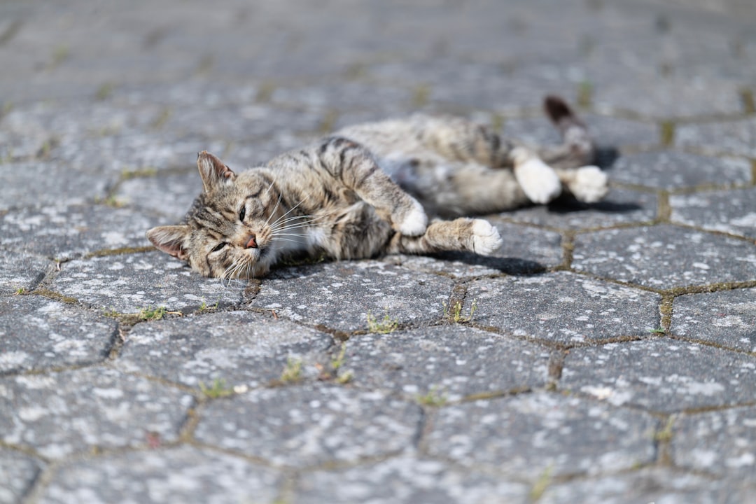 Hur gammal kan en katt bli enligt vetenskapen