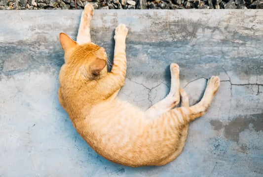 Chat tigré orange s’étire, illustrant comment ils sont adorés autour du monde.