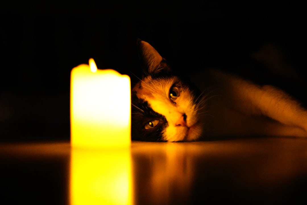 Chandelle illuminée et chat reposant, compagnons aimés et fascinants des humains.