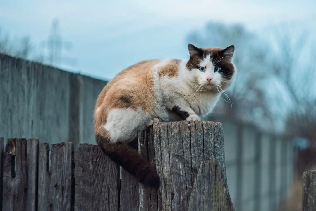 Ragdoll cat on wooden fence post, représentant kissan kehräys, tämä ääni, osa kissojen elämää.