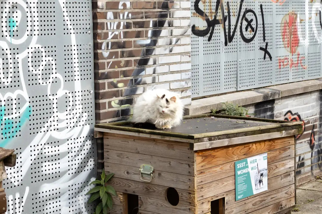 Un chat blanc fluffy sur une structure en bois, explorant le monde sans nourriture.