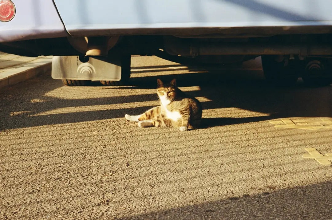 Chat tabby détendu illustrant les rêves avec des pisică mici.