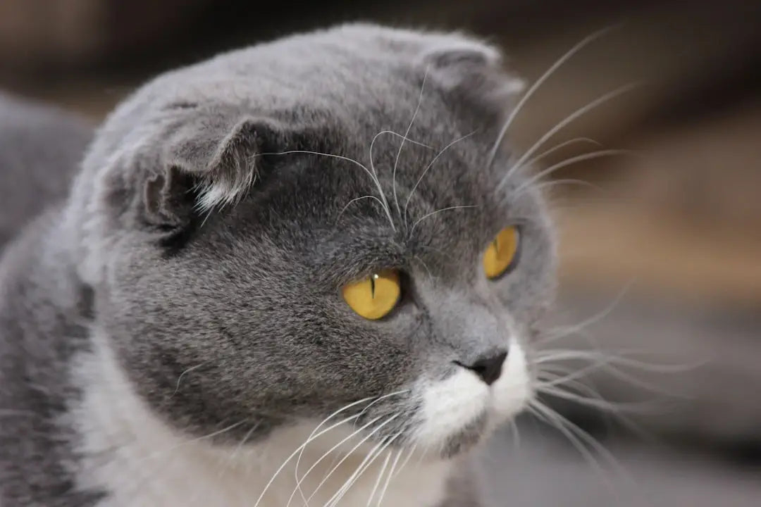 Chat écossais Fold gris et blanc aux yeux jaunes, compagnon des Beheneko et créatures magiques.