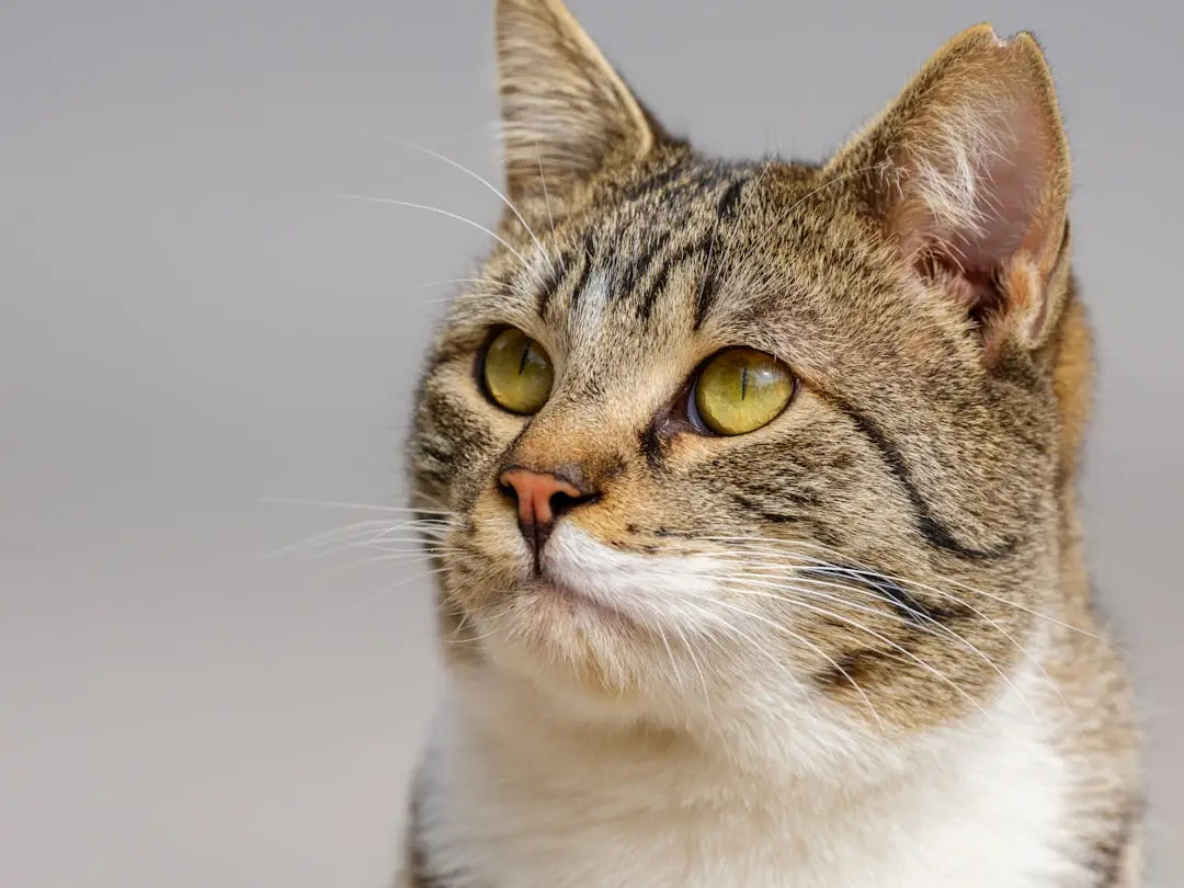 Mačka vlní chvostom avec attention, illustrant le comportement des félins.