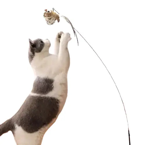 Birdfamily™: Jouet Pour Chat Avec Ventouse Puissante Pour Assouvir Sa Chasse! Transparent Background