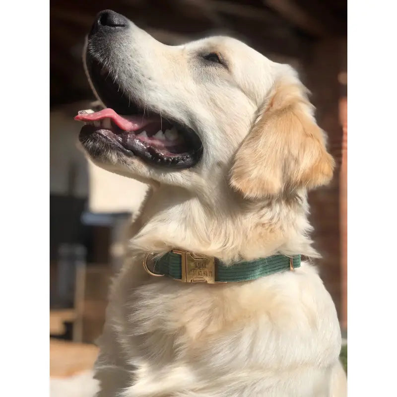 Collier Chien Personnalisé Velours Côtelé Vert
