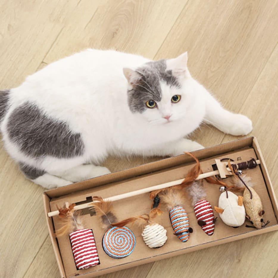 Kit du chat pêcheur