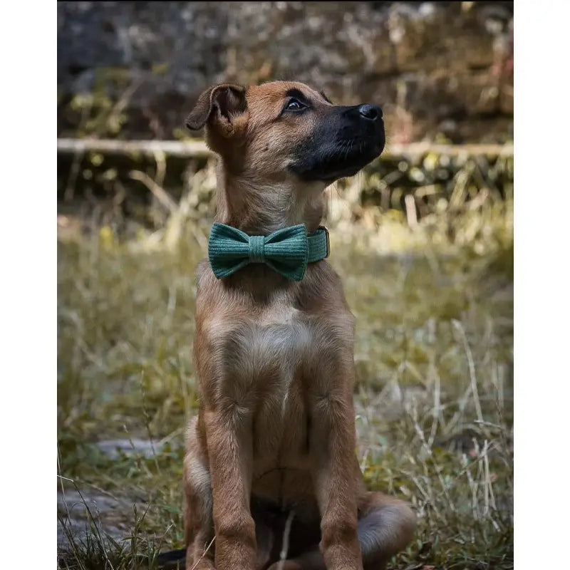 Harnais Chien Personnalisé Velours Côtelé Vert