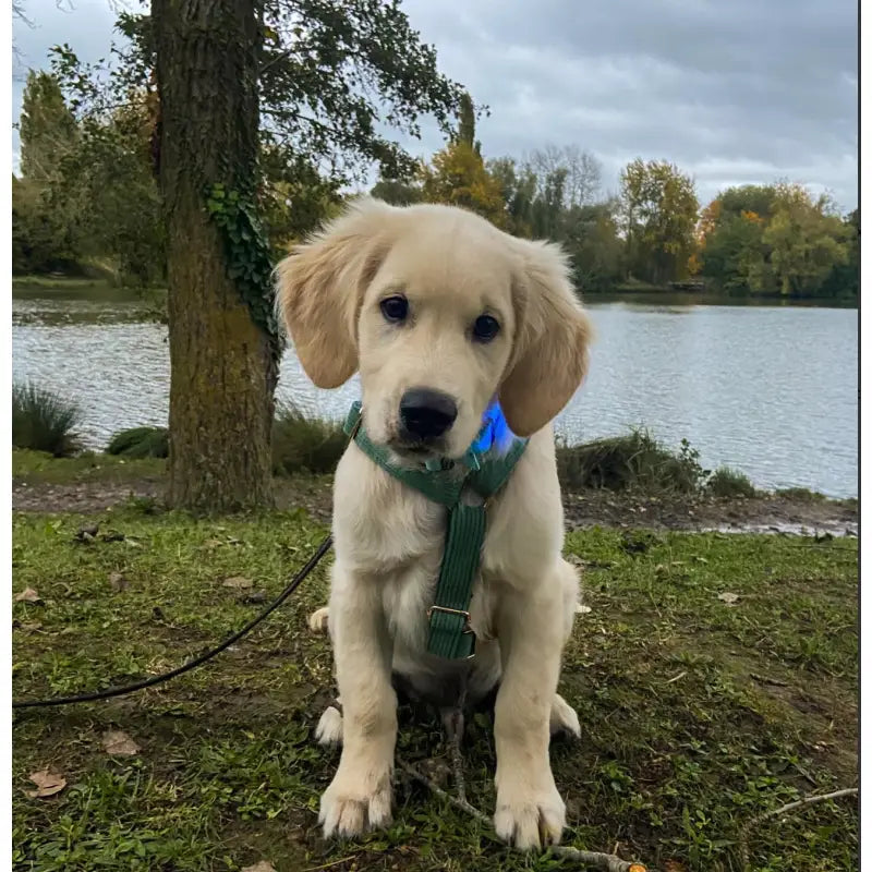 Harnais Chien Personnalisé Velours Côtelé Vert