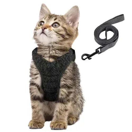 Harnais pour Chaton de 2 mois Transparent Background