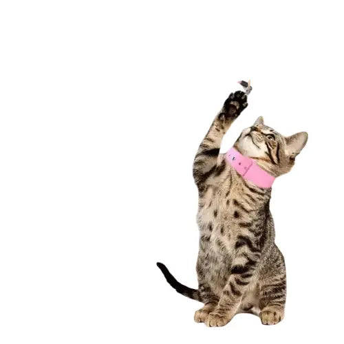 Chat jouant avec un jouet à plumes Play Together with CatyPlume ensemble Transparent Background