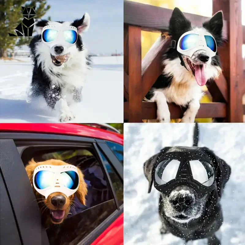 Lunettes de soleil pour chiens : Lunettes de soleil ajustables pour chiens, élégantes et confortables